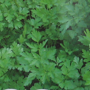 Unbranded Herb Parsley Laura Seeds