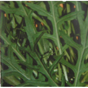 Unbranded Herb Rocket Discovery Seeds