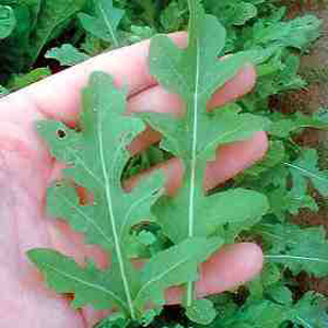 Unbranded Herb Rocket Seeds
