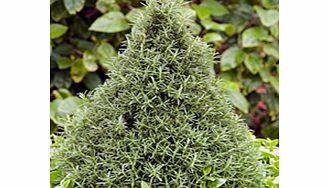 Unbranded Herb Rosemary Pyramid