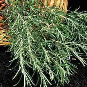 Unbranded Herb Rosemary Seeds
