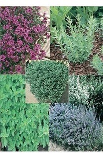Unbranded Herb Selection x 5 plants