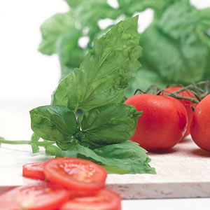 A delicious variety that produces large  lush  oval-shaped  slightly puckered leaves with a good str