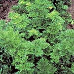 Unbranded Herbs: Celery Par-Cel Seeds