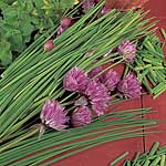 Unbranded Herbs: Chive Seeds