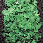 Unbranded Herbs: Coriander Seeds