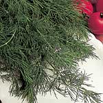 Unbranded Herbs: Dill Seeds