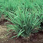 Unbranded Herbs: Garlic Chives Seeds