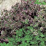 Unbranded Herbs: Oregano Seeds