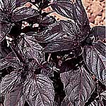 Unbranded Herbs: Red Basil Seeds