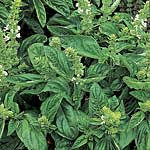 Unbranded Herbs: Sweet Basil Seeds