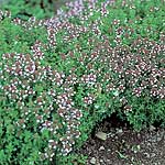 Unbranded Herbs: Thyme Seeds