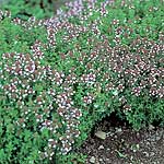 Unbranded Herbs: Thyme Seeds
