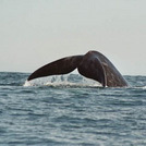 Unbranded Hermanus Whale Watching Tour - Adult