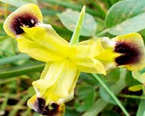 Unbranded Hermodactylus tuberosus Plants - Widow Iris