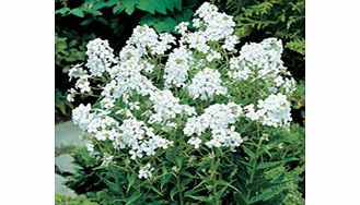 Unbranded Hesperis Plant - White