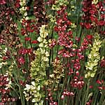 Unbranded Heuchera Dr Sitar`s Hybrids Seeds