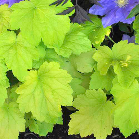 Unbranded Heuchera Electric Lime Plants Pack of 3 Pot