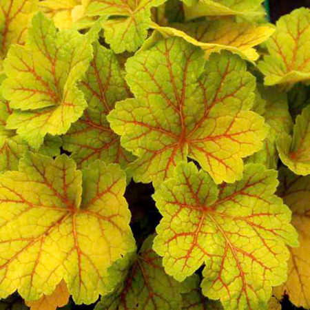 Unbranded Heuchera Plant Twin Pack - Electra and Berry
