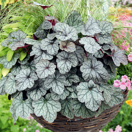 Unbranded Heuchera Sugar Frosting Pack of 3 Potted Plants