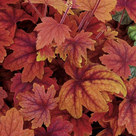 Unbranded Heucherella Plant Collection Pack of 3 Pot Ready