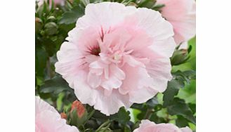 Unbranded Hibiscus Chiffon Plant - Pink