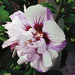 Unbranded Hibiscus Collection Shrubs