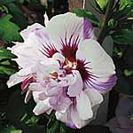 Unbranded Hibiscus Lady Stanley Shrub 403171.htm