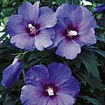 Unbranded Hibiscus Oiseau Blue Shrub 403181.htm