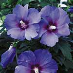 Unbranded Hibiscus Oiseau Blue Shrub