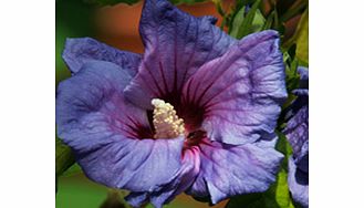Unbranded Hibiscus Syriacus Plant - Blue Bird
