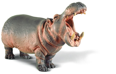 Unbranded Hippopotamus Male