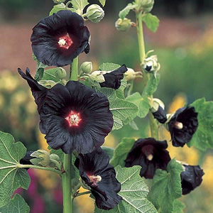 Unbranded Hollyhock Black Knight Seeds
