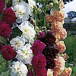 Unbranded Hollyhock Chaters Double Mixed Seeds 426288.htm
