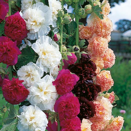 Unbranded Hollyhock Chaters Double Mixed Seeds Average