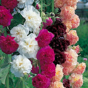 Unbranded Hollyhock Chaters Mix Seeds