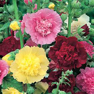 Unbranded Hollyhock Majorette Mixed Seeds