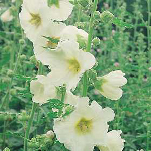 Unbranded Hollyhock Officinalis Alba Seeds