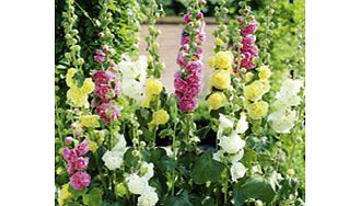 Unbranded Hollyhock Seeds - Chaters Double Mixed