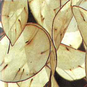 Unbranded Honesty Lunaria or Silver Seeds