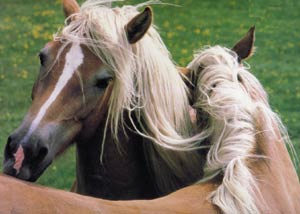 Cardboard jigsaw puzzle