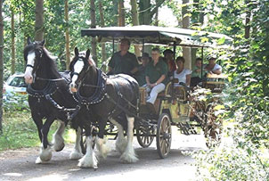 Unbranded Horse Drawn Carriage Pub Run