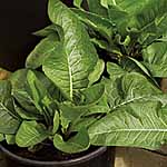 Unbranded Horseradish Thongs (Roots) 175277.htm