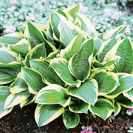 Unbranded Hosta Collection Pack of 3 Potted Plants (1 of
