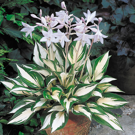 Unbranded Hosta Fire and Ice Pack of 3 Potted Plants