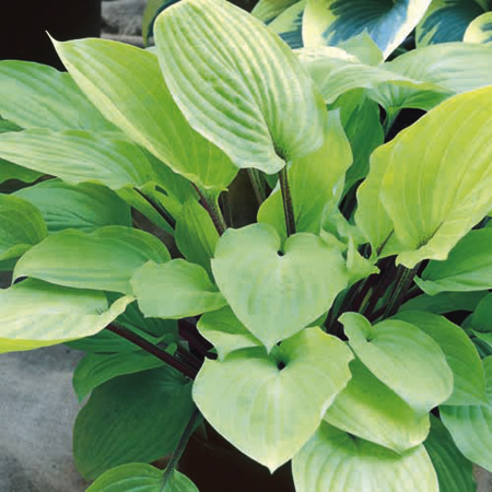 Unbranded Hosta Fire Island Plants Pack of 3 Pot Ready