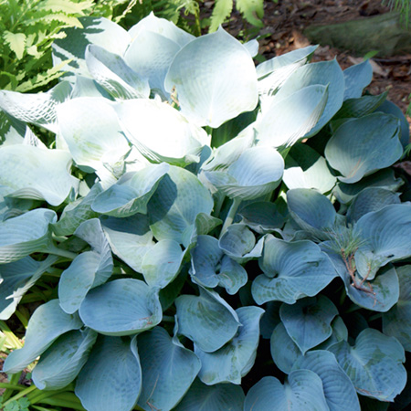 Unbranded Hosta Hadspen Blue Pack of 3 Potted Plants