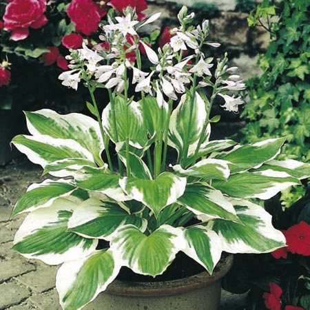 Unbranded Hosta Plant Collection Pack of 9 Pot Ready