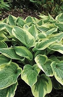 Unbranded Hosta Widebrim x 5 young plants