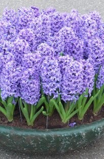 Unbranded Hyacinth - blue x 5 bulbs
